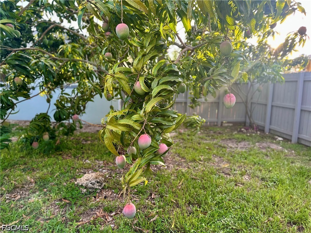 Yard