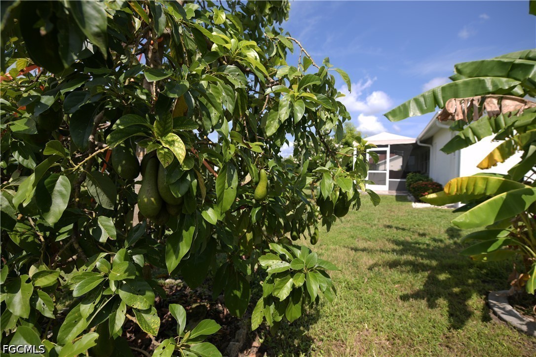 Yard