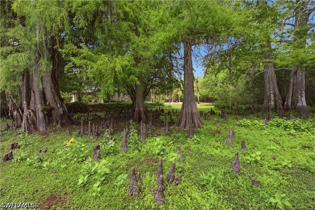 Yard